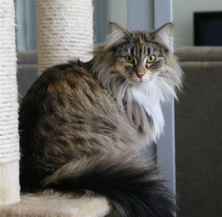 Norsk Skovkat Irma-Pigen  - 07.03.2010 billede 12