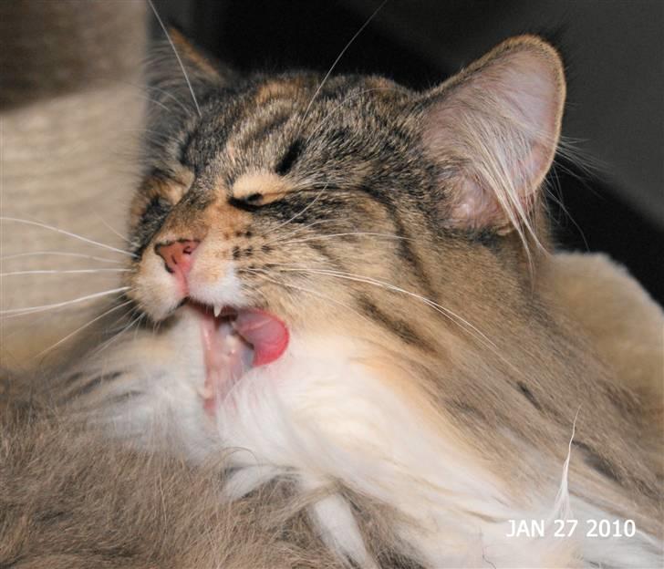 Norsk Skovkat Irma-Pigen  - 27.01.2010 billede 13