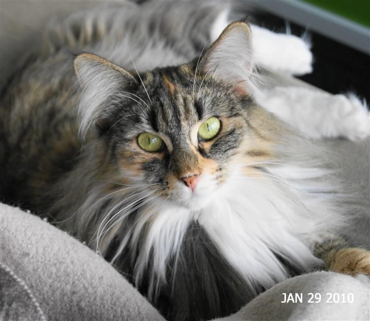 Norsk Skovkat Irma-Pigen  - 29.01.2010 billede 2