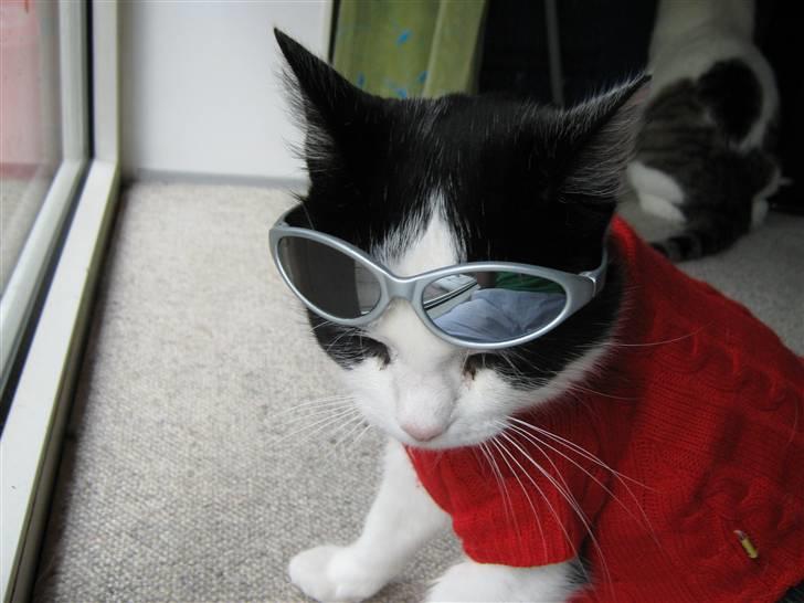 Huskat Nuser* Solgt* D; - På med solbrillerne :P billede 1