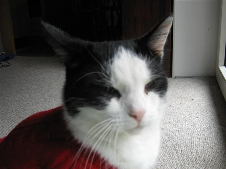 Huskat Nuser* Solgt* D; - Hvad glor du på?! billede 2