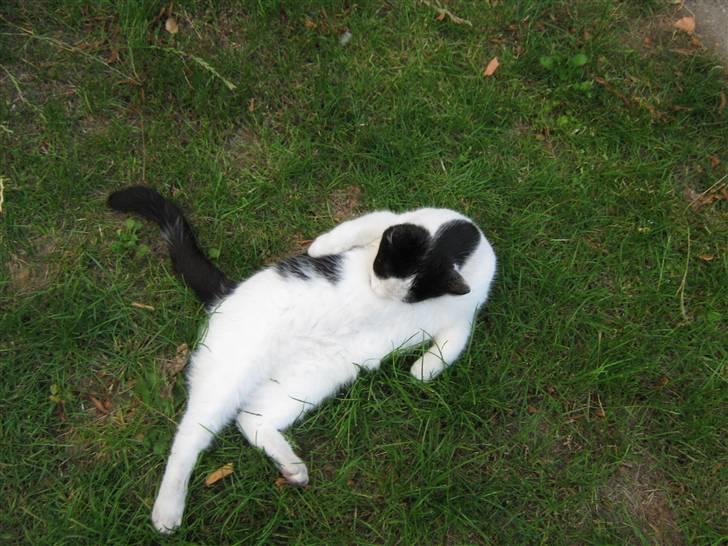 Huskat Nuser* Solgt* D; - Nu skal jeg vaskes:) billede 4