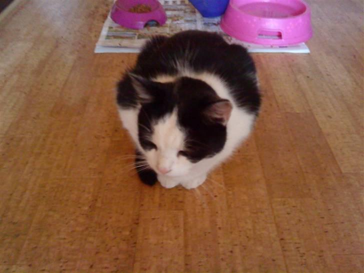 Huskat Nuser* Solgt* D; - jeg vil ha mad.....Jeg vil ha mad! billede 5