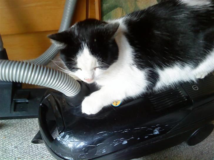 Huskat Nuser* Solgt* D; - Nu skal der støvsuger:) billede 7