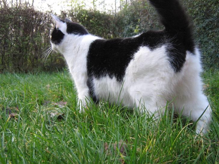 Huskat Nuser* Solgt* D; billede 8