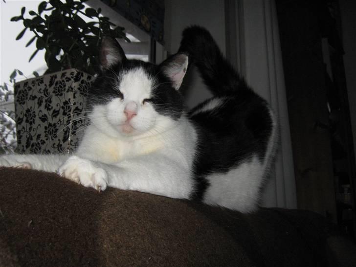 Huskat Nuser* Solgt* D; - Ahh... Det nu dejligt at strække sig;) billede 10