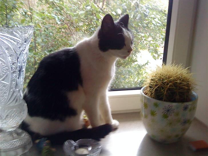 Huskat Nuser* Solgt* D; - Nu skal jeg nyde solen:) billede 12