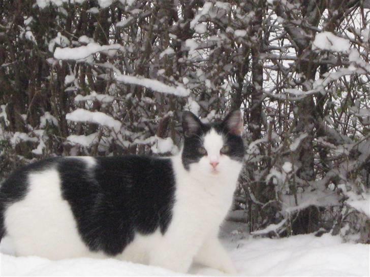 Huskat Nuser* Solgt* D; - Hvad glor du på, Rød.hætte?!!:P billede 14