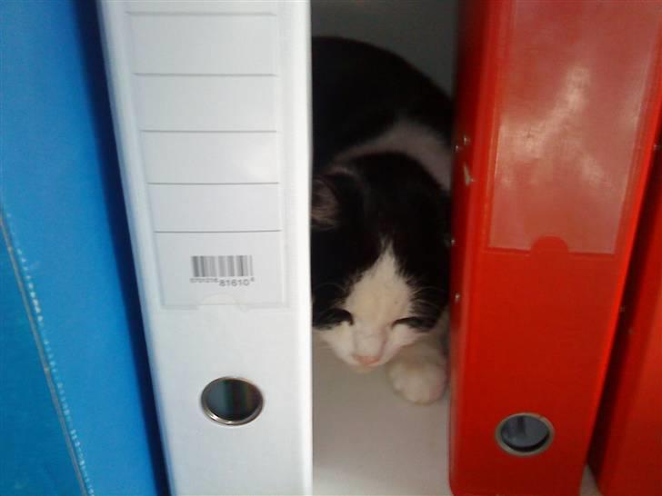 Huskat Nuser* Solgt* D; - Måske skulle man ta en lur :p billede 16