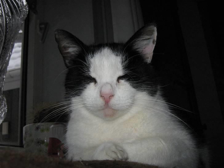 Huskat Nuser* Solgt* D; billede 17