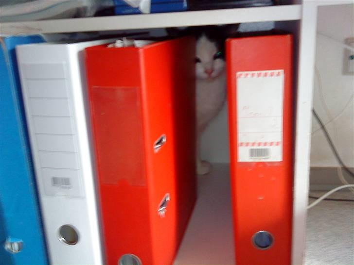 Huskat Nuser* Solgt* D; - Kuk kuk......hej :) billede 18