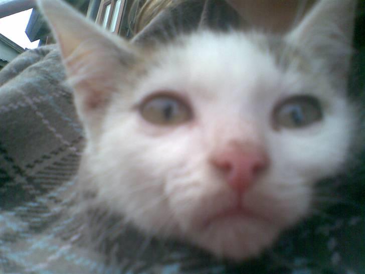 Huskat Amanda. billede 1