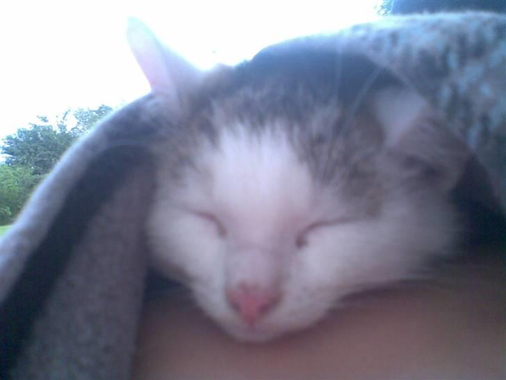 Huskat Amanda. billede 2