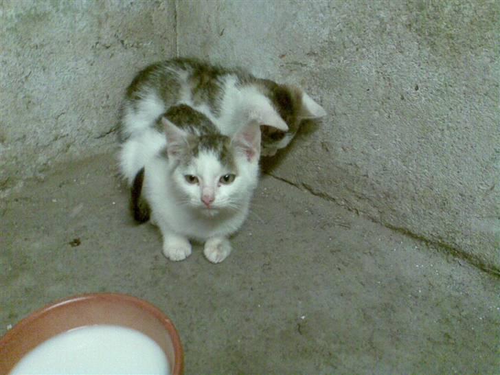 Huskat Amanda. - de er lige kommet hjem i deres nye hjem, så det er jo lidt nyt. billede 3