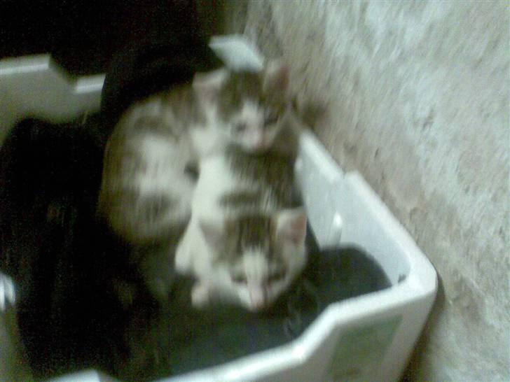 Huskat Amanda. billede 4