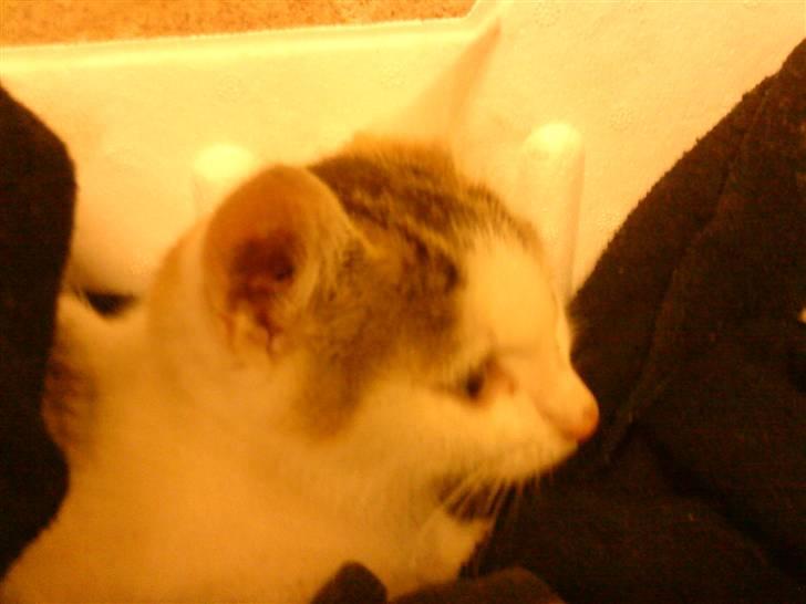 Huskat Amanda. billede 5