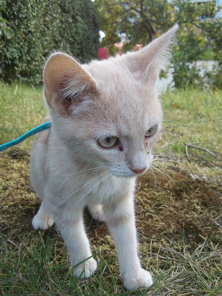 Blanding af racer Choko " Mulle" <3 - Choko  lige da jeg havde fået ham<3 billede 1