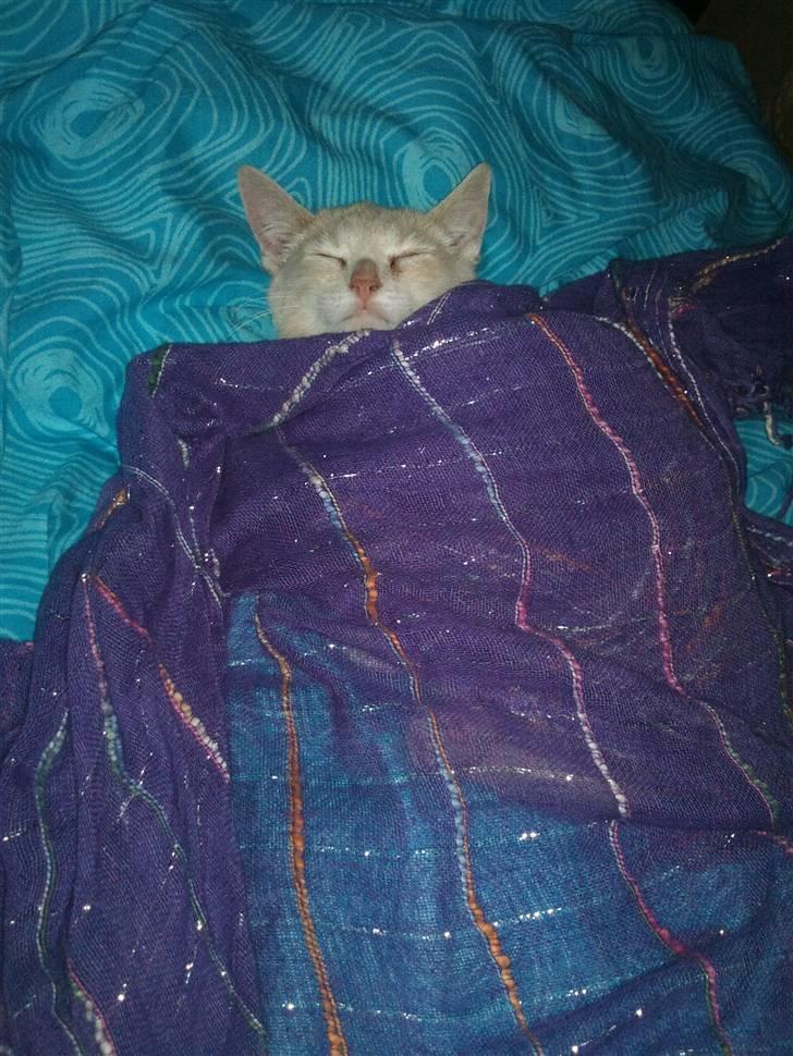 Blanding af racer Choko " Mulle" <3 - Choko 14 uger gammel. billede 2