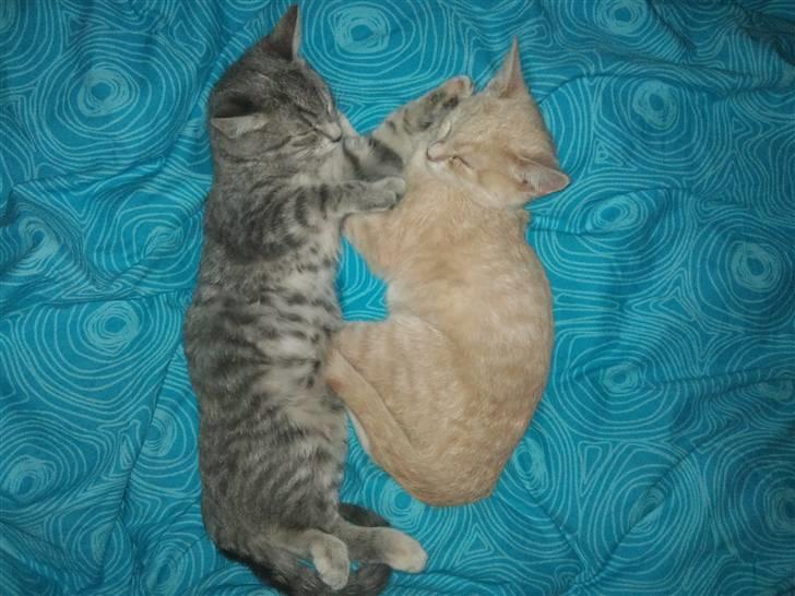 Blanding af racer Choko " Mulle" <3 - Choko, sammen med Missi billede 3