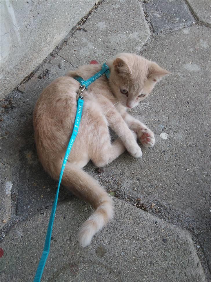 Blanding af racer Choko " Mulle" <3 - Choko første gang udenfor da han var 14 uger gammel billede 4