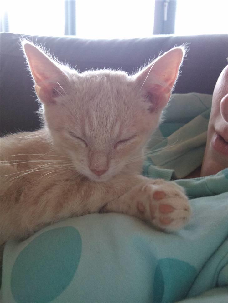 Blanding af racer Choko " Mulle" <3 billede 5