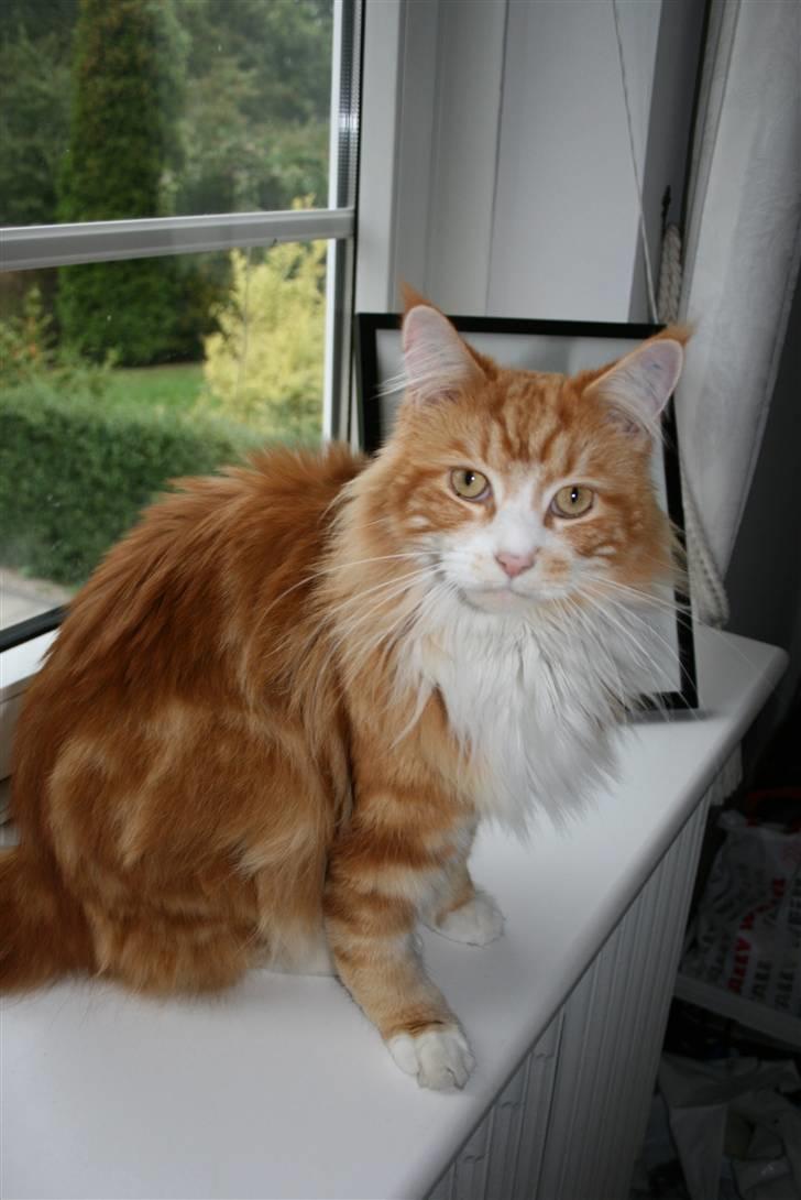 Maine Coon Zorro billede 5