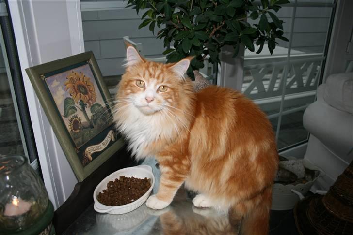 Maine Coon Zorro billede 6