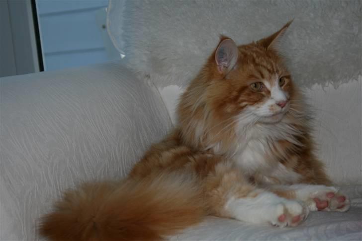 Maine Coon Zorro billede 7