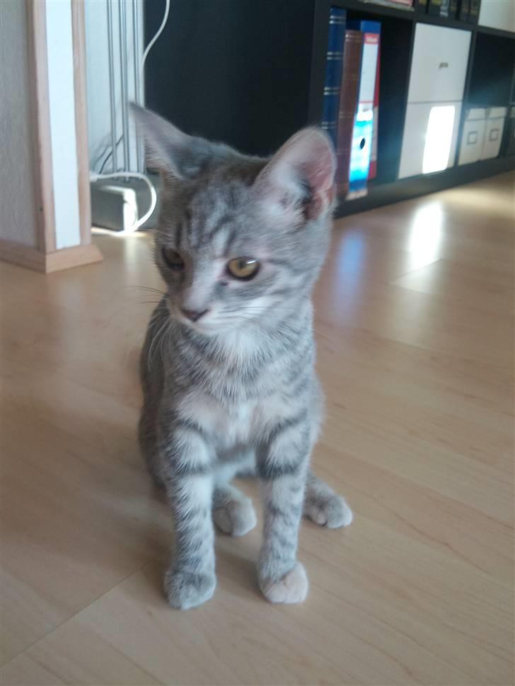 Blanding af racer Missi  - Missi da jeg lige havde fået hende :) billede 1