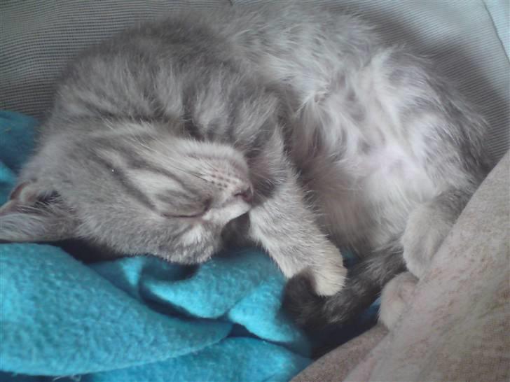 Blanding af racer Missi  billede 2