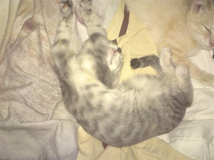 Blanding af racer Missi  billede 4