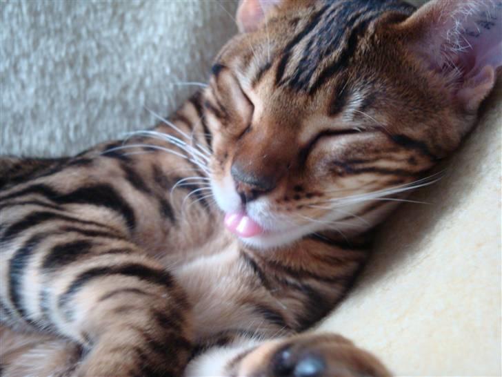 Bengal Freja billede 9