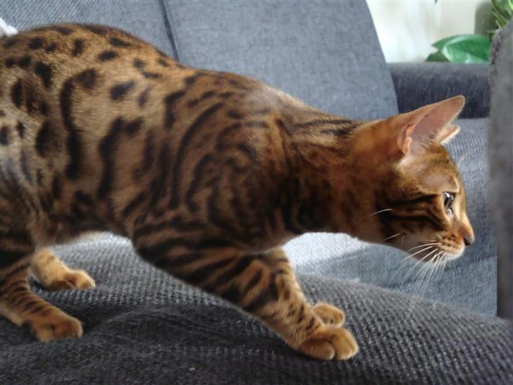 Bengal Freja - ...søsteren tog musen, så nu skal der angribes. billede 10