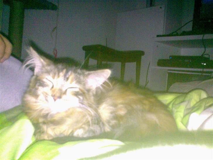 Maine Coon melody billede 6