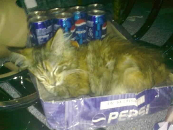 Maine Coon melody billede 7