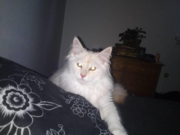 Maine Coon nexus billede 1