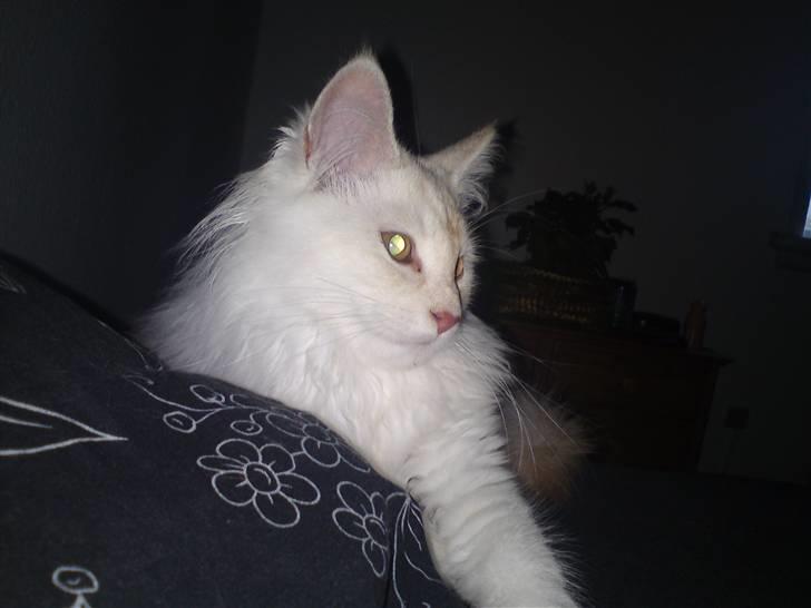 Maine Coon nexus billede 2