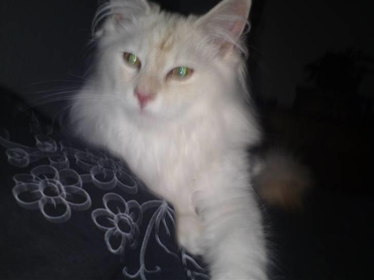 Maine Coon nexus billede 3