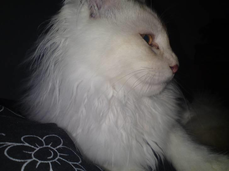 Maine Coon nexus billede 4