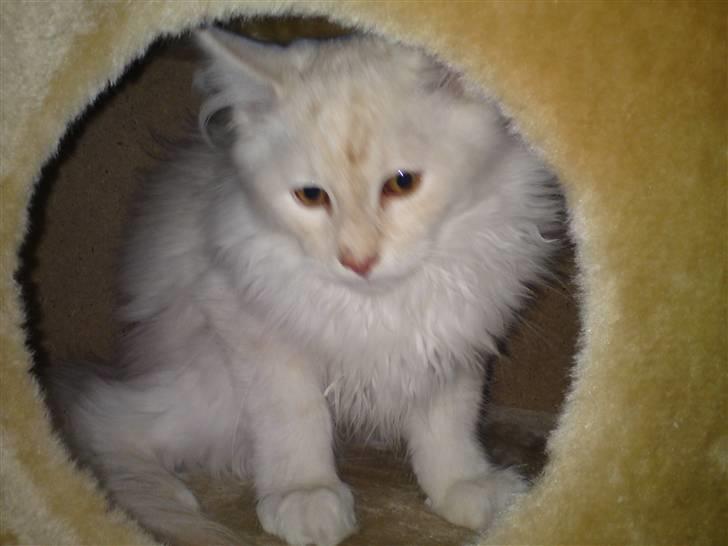 Maine Coon nexus billede 5