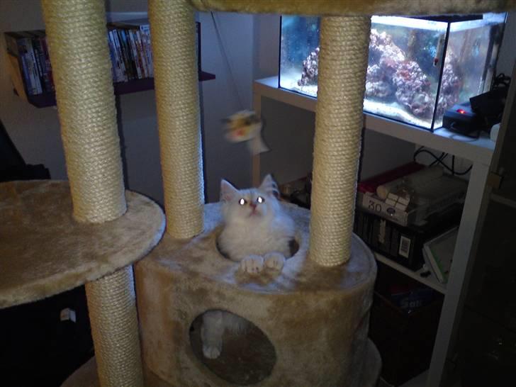 Maine Coon nexus billede 6