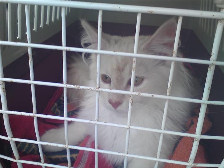 Maine Coon nexus billede 7