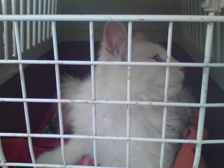 Maine Coon nexus billede 8