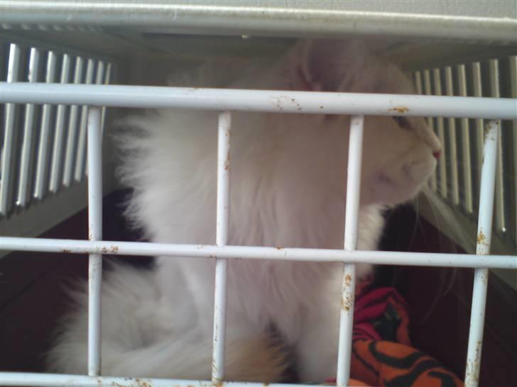 Maine Coon nexus billede 9