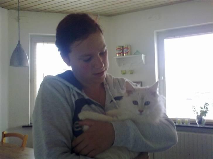 Maine Coon nexus billede 10