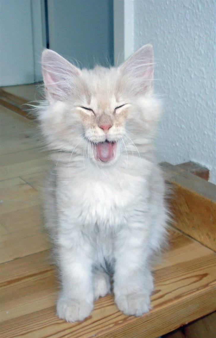 Norsk Skovkat DK Stjernedrys Bolt R.I.P billede 1