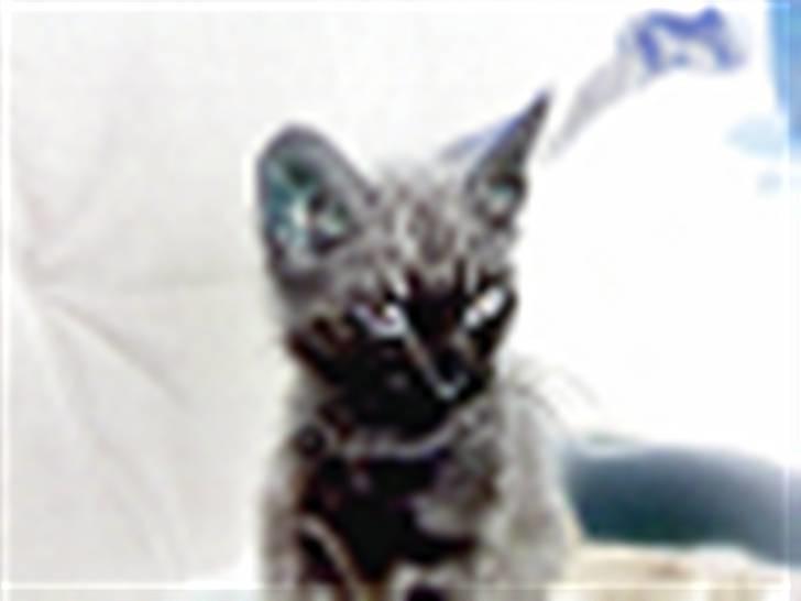 Huskat Minni Mis billede 8