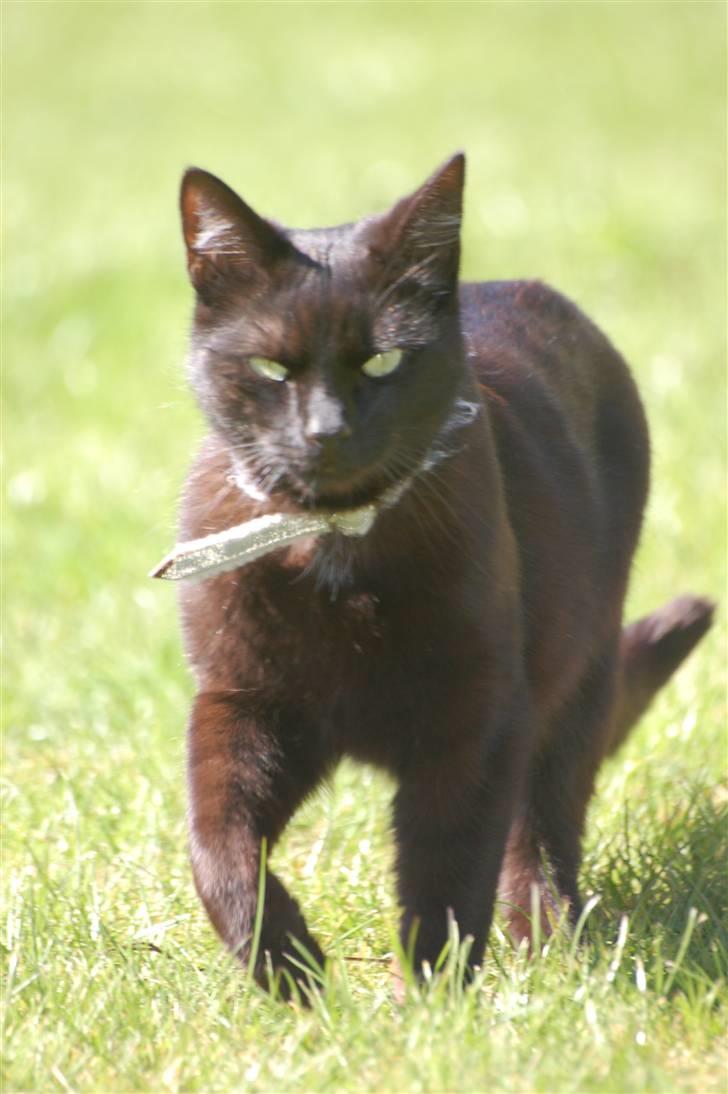 Blanding af racer Sorte mis billede 1