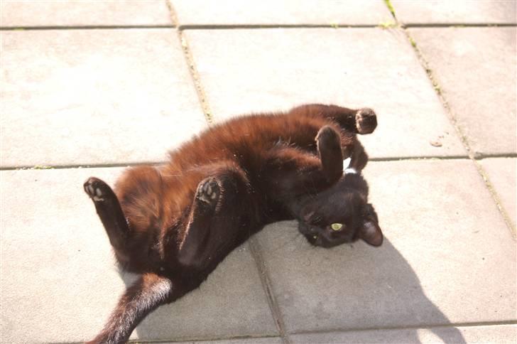 Blanding af racer Sorte mis - Er så skønt at rulle.. billede 2