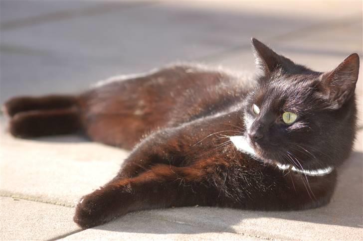 Blanding af racer Sorte mis billede 3